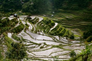 terraces banaue