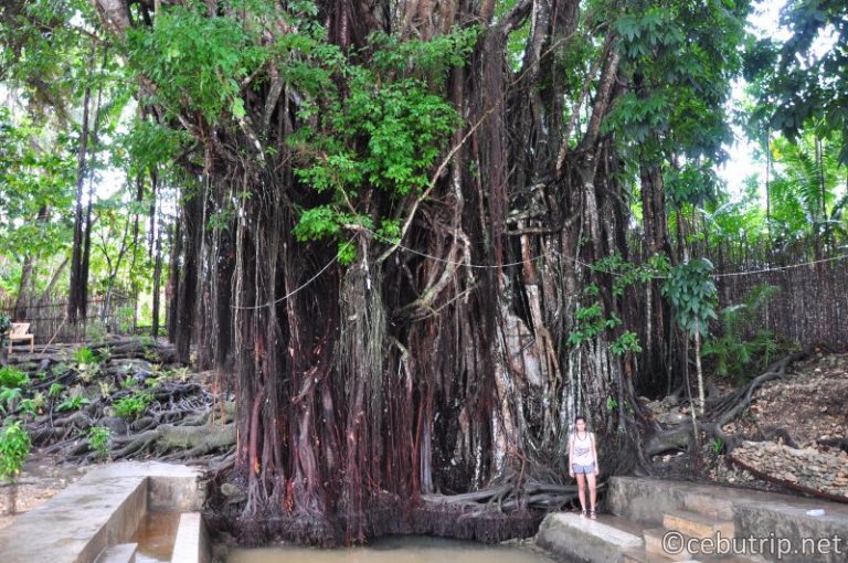 The Enchanted Balete Tree In Siquijor Travel To The Philippines