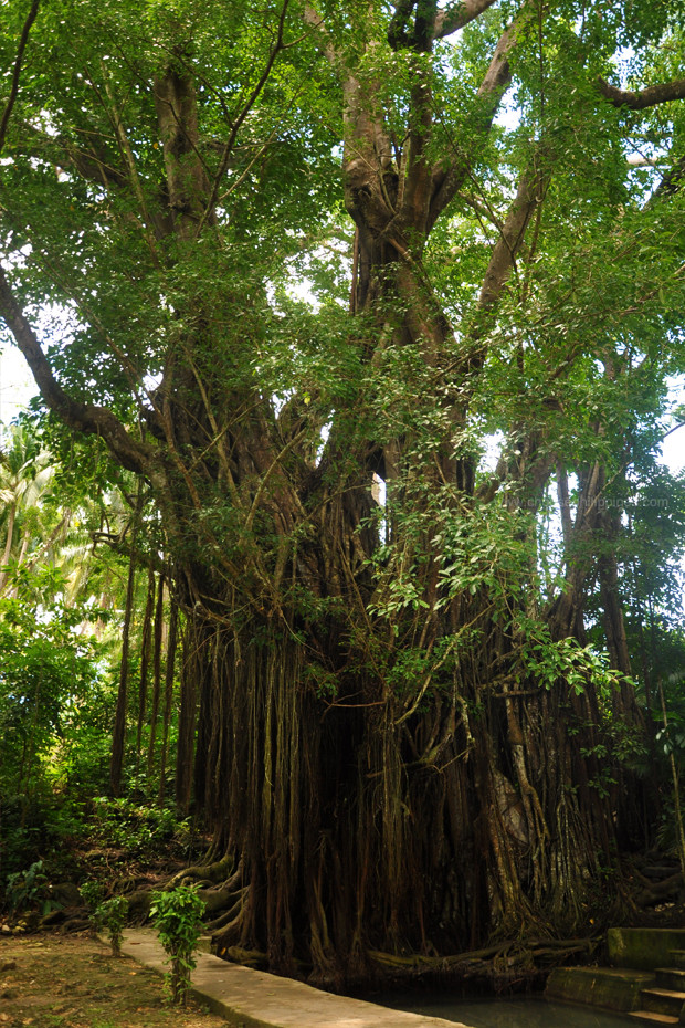 The Enchanted Balete Tree In Siquijor Travel To The Philippines