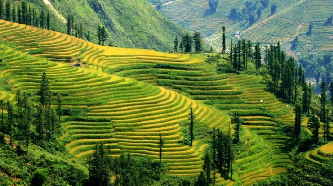 Mayoyao Rice Terraces