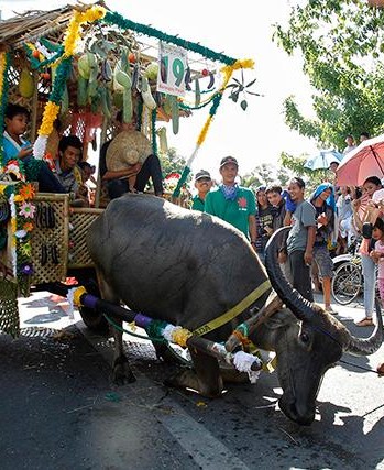 Bulacan Carabao Festival10