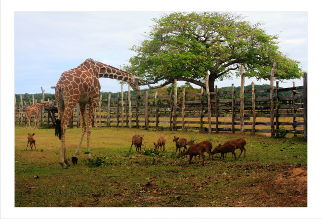 Calauit Island Wildlife Sanctuary in Palawan | Travel to the Philippines