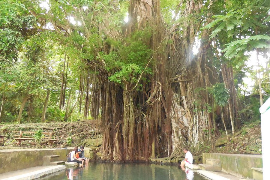 The Enchanted Balete Tree in Siquijor - Travel to the Philippines