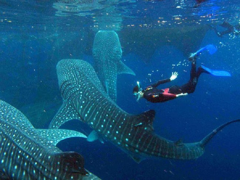 Cebu whale sharks - Travel to the Philippines