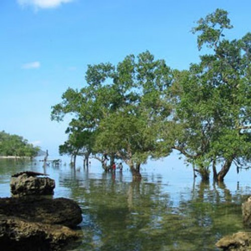 Pagatpat Mangrove Park Offers a Pleasant, Serene Stay | Travel to the ...