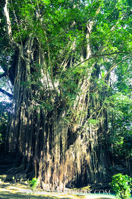 The Enchanted Balete Tree in Siquijor - Travel to the Philippines