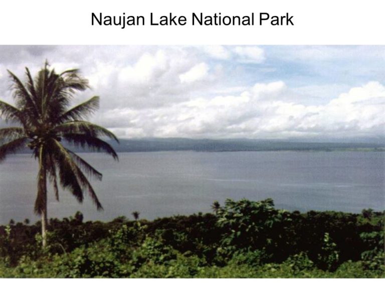 Naujan Lake is a Sanctuary for Birds, Fishes and Many Animals | Travel ...