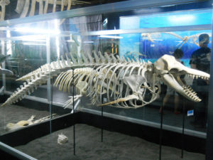 The Bone Collector Museum in Davao del Norte - Travel to the Philippines