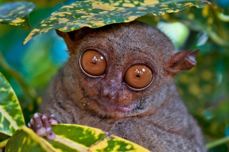 Come to the Philippine Tarsier Sanctuary - Travel to the Philippines